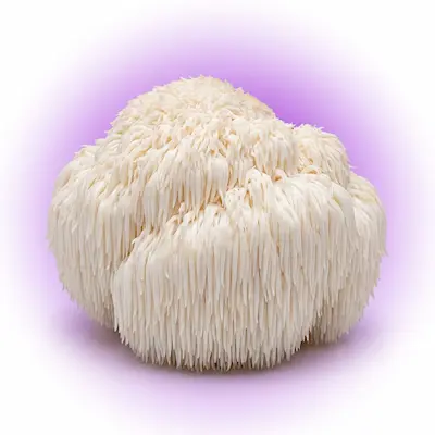 Pure Gelatin